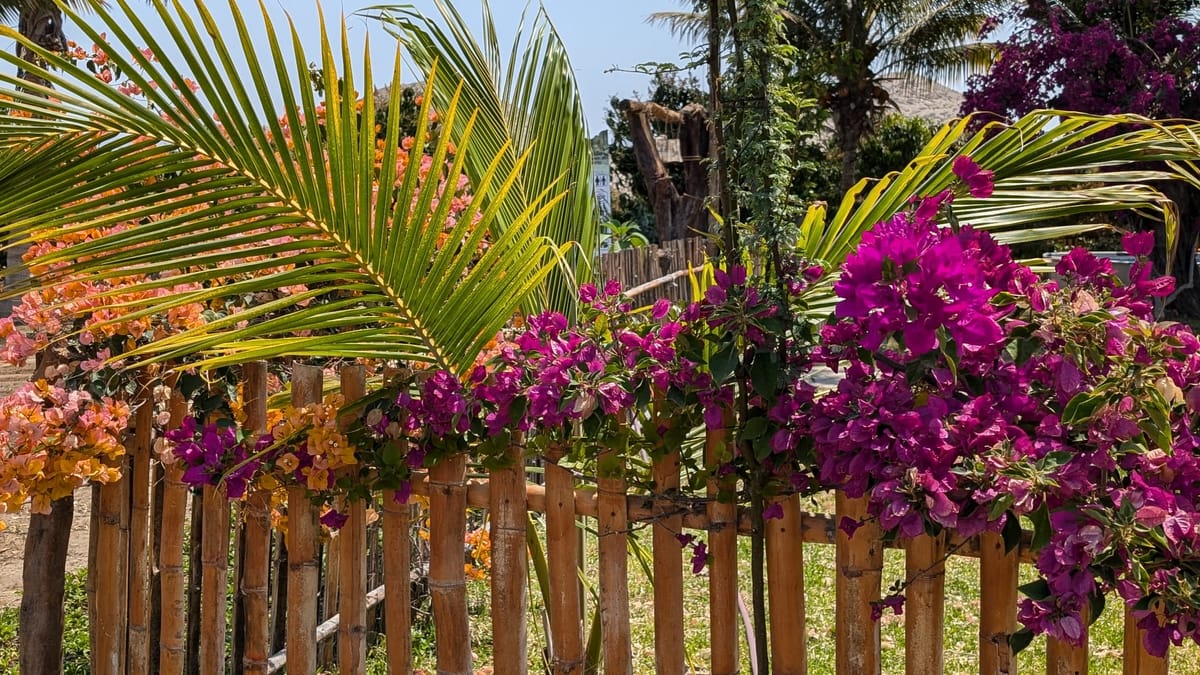 Une nuit dans une plantation et une rencontre