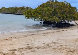 Sur et sous la terre de Santa Cruz, aux Galapagos