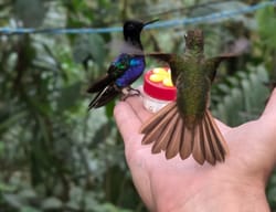 Découverte des trésors de l'Equateur: les colibris et le chocolat à Mindo