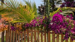 Une nuit dans une plantation et une rencontre