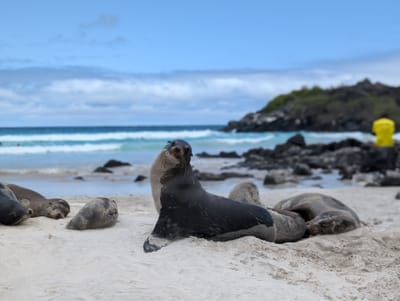 Voir les tortues terrestres et nager avec les lions de mer à San Cristobal des Galapagos