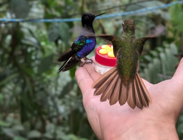 Découverte des trésors de l'Equateur: les colibris et le chocolat à Mindo