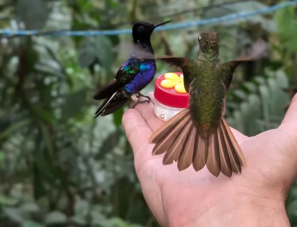 Découverte des trésors de l'Equateur: les colibris et le chocolat à Mindo